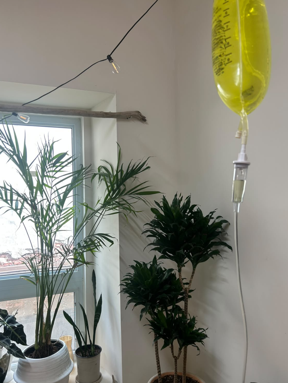 Sunlit clinic corner with plants and an IV drip